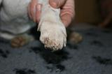 GRIFFES - JACK RUSSEL 057
